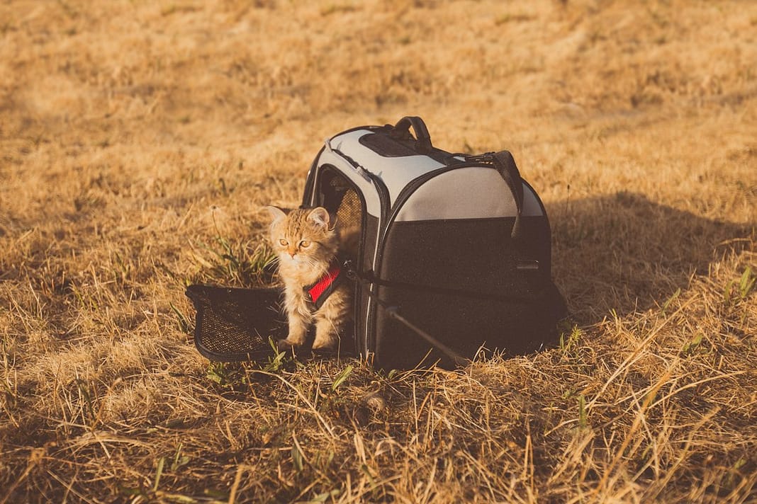 Come viaggiare con animali domestici senza stress Viaggiare con animali domestici – Come viaggiare con animali domestici senza stress