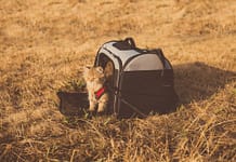 Come viaggiare con animali domestici senza stress Viaggiare con animali domestici – Come viaggiare con animali domestici senza stress